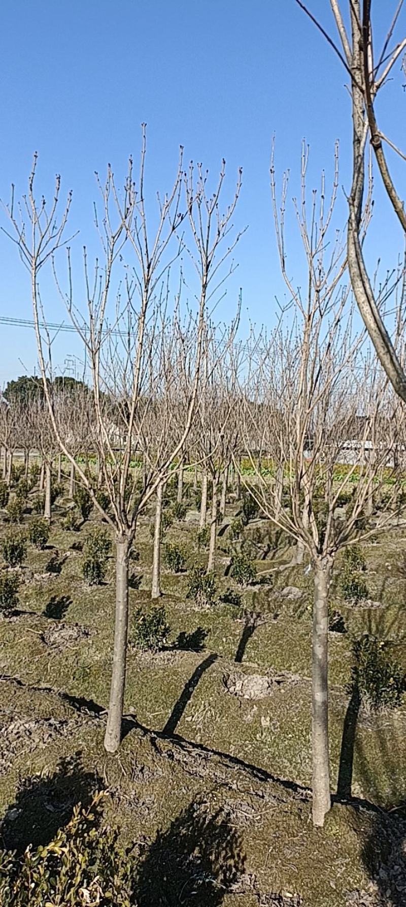 【紫丁香】浙江萧山绿化苗基地货源/规格多样/量大从优