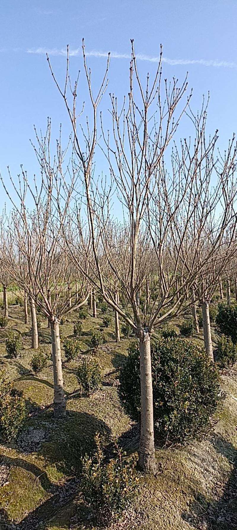 【紫丁香】浙江萧山绿化苗基地货源/规格多样/量大从优