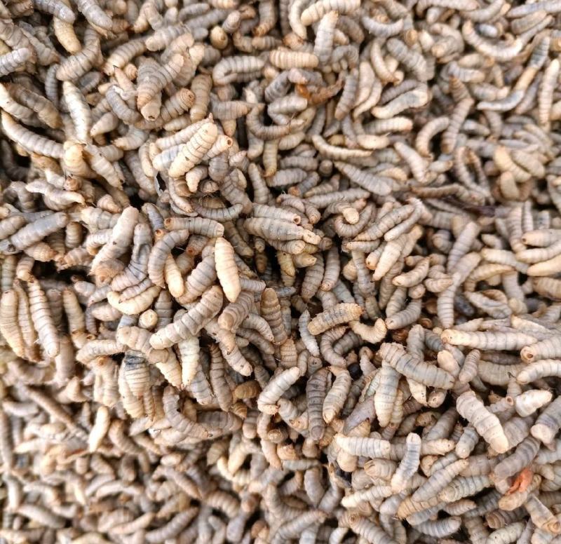 高蛋白黑水虻品质保证常年有货家禽水产宠物高蛋白饲料虫