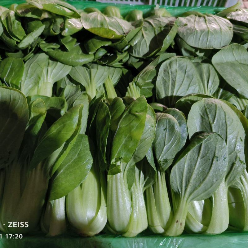 常年供应精品小油菜，货源稳定，价格不贵，要的老板联系