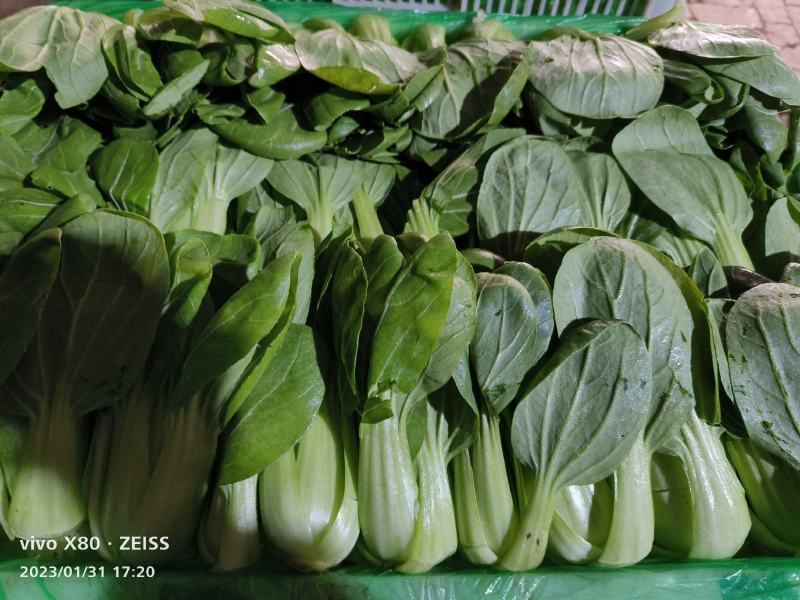 常年供应精品小油菜，货源稳定，价格不贵，要的老板联系