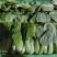 常年供应精品小油菜，货源稳定，价格不贵，要的老板联系