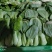 常年供应精品小油菜，货源稳定，价格不贵，要的老板联系