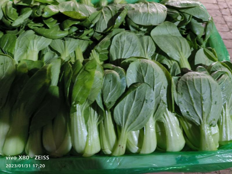 常年供应精品小油菜，货源稳定，价格不贵，要的老板联系