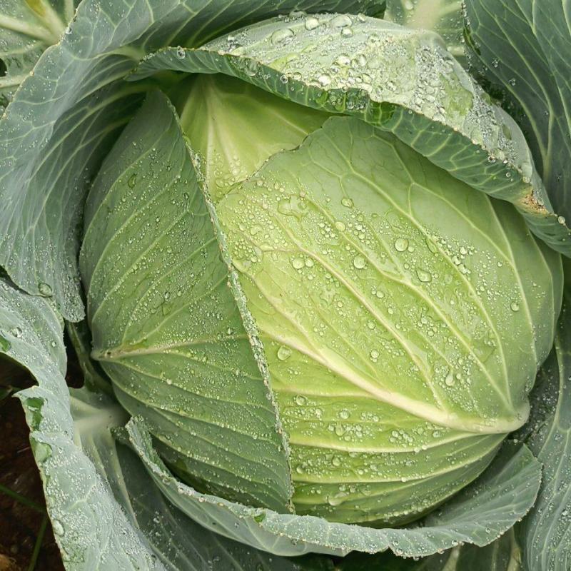 连花白20吨