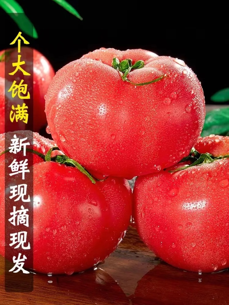 【实力商家】精品西红柿大量供应产地现摘现发质量保证