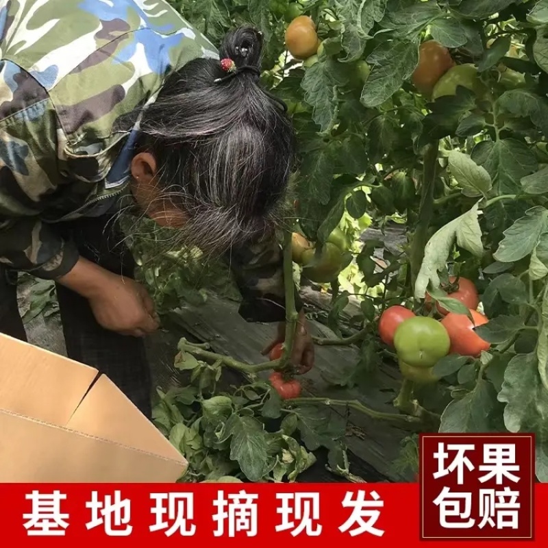 【实力商家】精品西红柿大量供应产地现摘现发质量保证