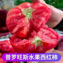 【实力商家】精品西红柿大量供应产地现摘现发质量保证
