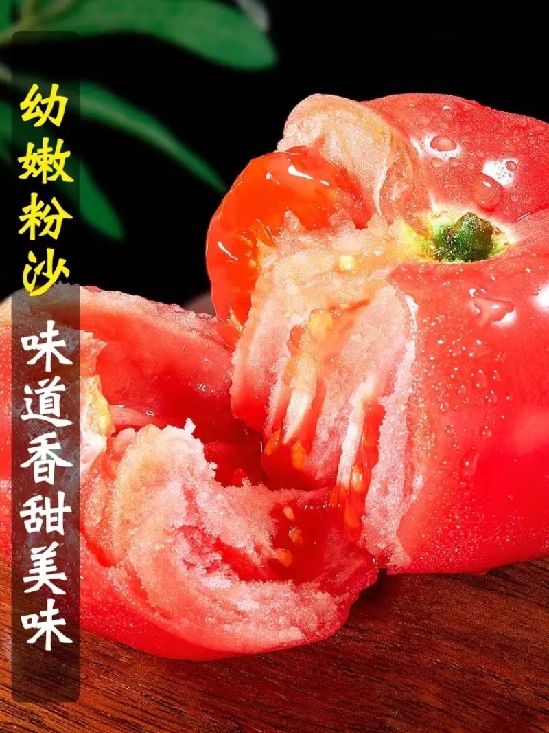 【实力商家】精品西红柿大量供应产地现摘现发质量保证