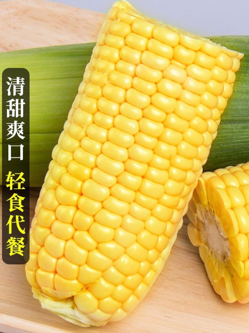 【优质】湖北甜玉米，太阳花玉米规格齐全，商超电商全国供应