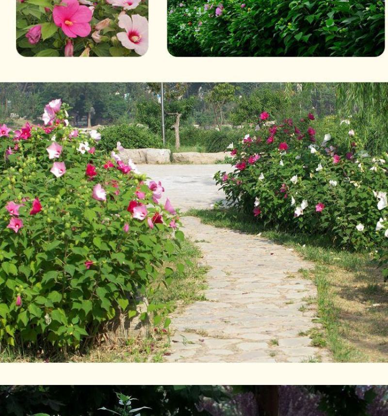 大花秋葵种子，芙蓉葵花种籽，庭院观赏草芙蓉花籽景观花海花