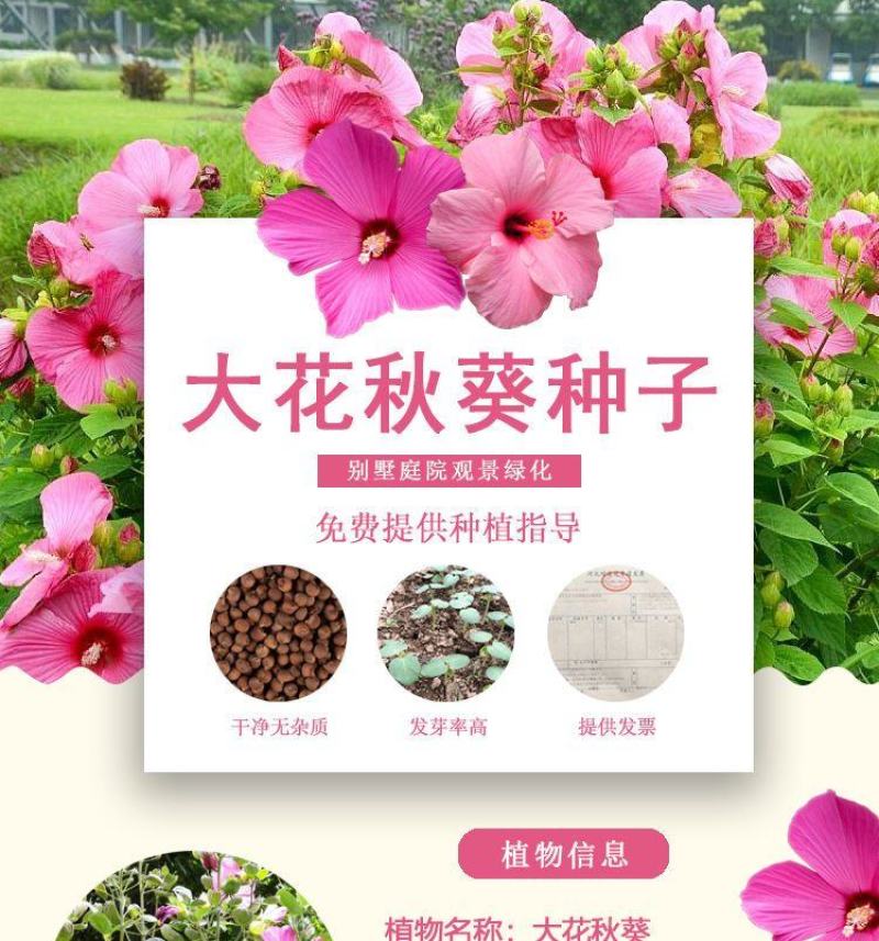 大花秋葵种子，芙蓉葵花种籽，庭院观赏草芙蓉花籽景观花海花