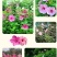 大花秋葵种子，芙蓉葵花种籽，庭院观赏草芙蓉花籽景观花海花