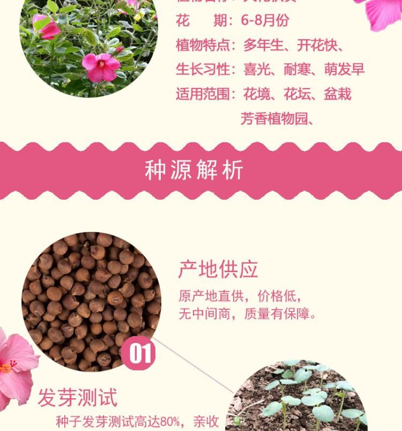 大花秋葵种子，芙蓉葵花种籽，庭院观赏草芙蓉花籽景观花海花