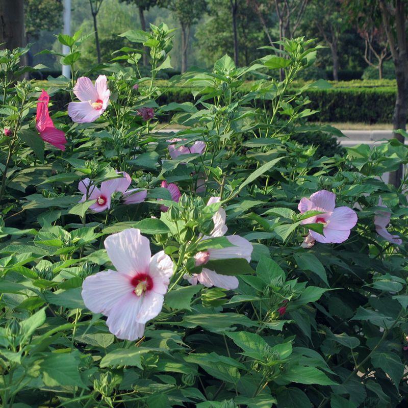 大花秋葵种子，芙蓉葵花种籽，庭院观赏草芙蓉花籽景观花海花