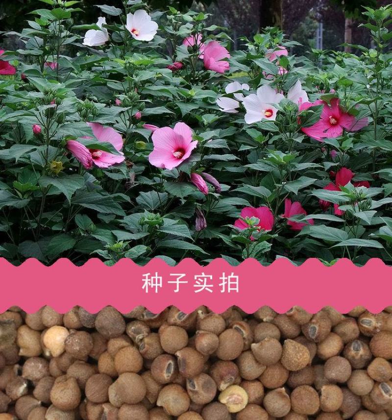 大花秋葵种子，芙蓉葵花种籽，庭院观赏草芙蓉花籽景观花海花