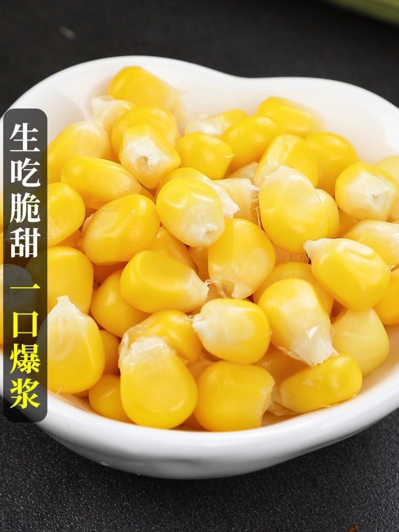 【新品】太阳花玉米，新鲜发货现摘现发，颗粒饱满脆甜
