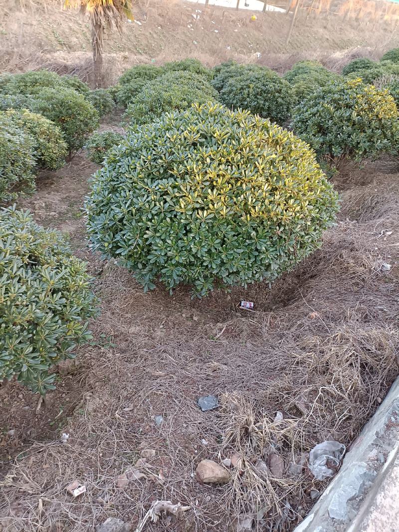【海桐球】浙江萧山绿化苗基地货源/规格多样/量大从优
