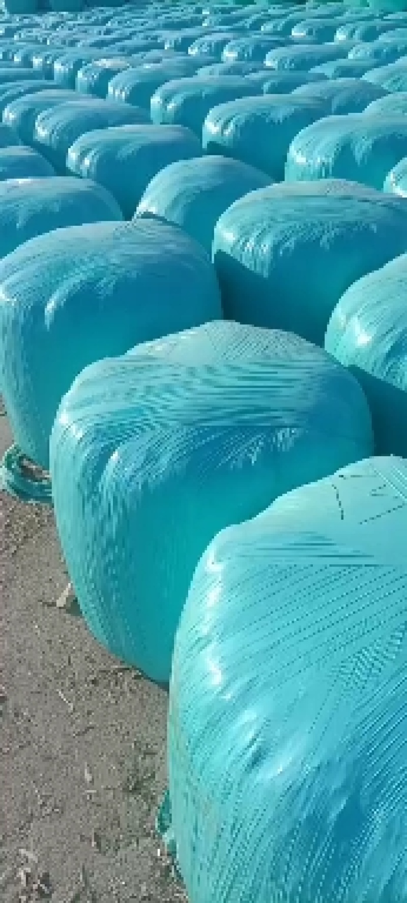 玉米秸秆