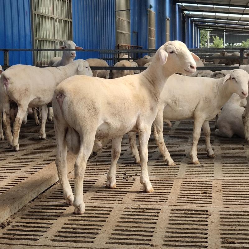 澳洲白绵羊，澳寒杂交羊，肉羊羔羊苗，怀孕母羊，品质保证