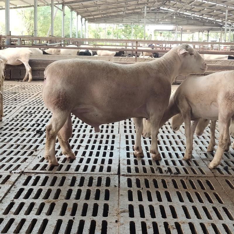 澳洲白绵羊，澳寒杂交羊，肉羊羔羊苗，怀孕母羊，品质保证