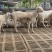 澳洲白绵羊，澳寒杂交羊，肉羊羔羊苗，怀孕母羊，品质保证