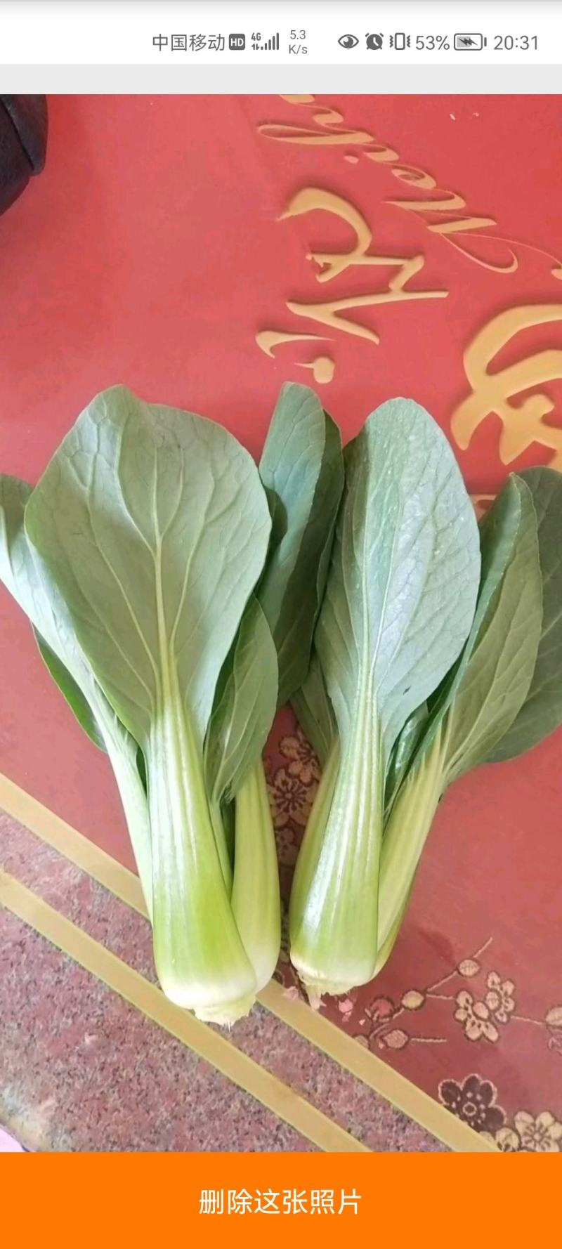 江苏上海青长年有货质量保证量大优惠欢迎来电咨询