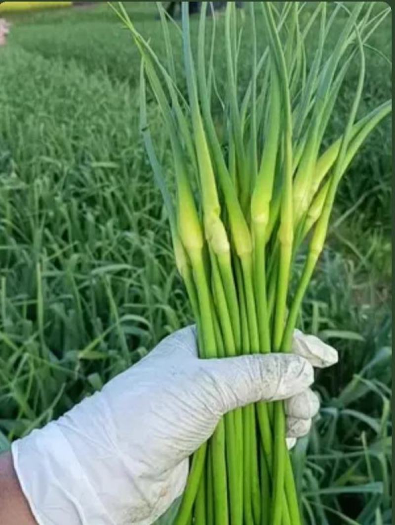 云南大理弥渡2025年白帽蒜苔大量上市代办代收批发服务