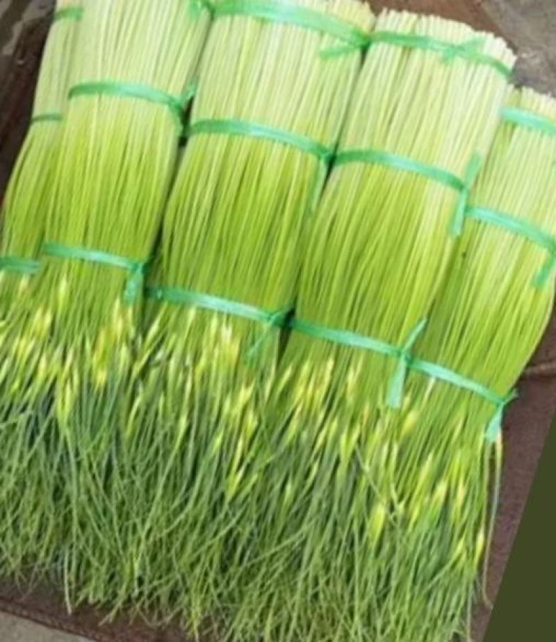 云南大理弥渡2025年白帽蒜苔大量上市代办代收批发服务