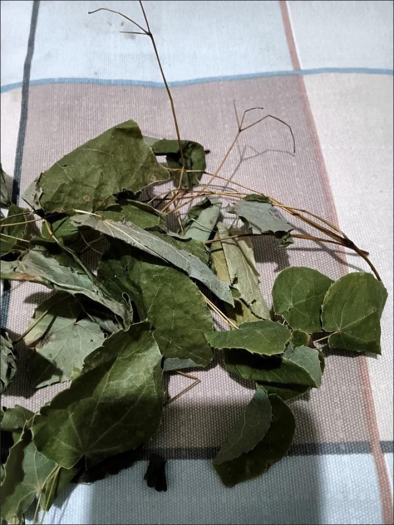 淫羊藿绿色小圆叶甘肃岷县深山正宗仙灵脾甘肃产