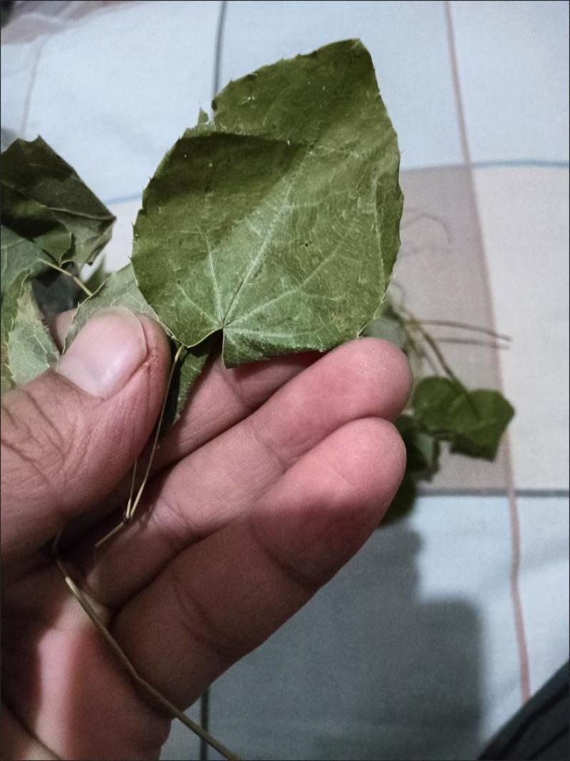 淫羊藿绿色小圆叶甘肃岷县深山正宗仙灵脾甘肃产