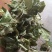 淫羊藿绿色小圆叶甘肃岷县深山正宗仙灵脾甘肃产