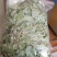 淫羊藿绿色小圆叶甘肃岷县深山正宗仙灵脾甘肃产