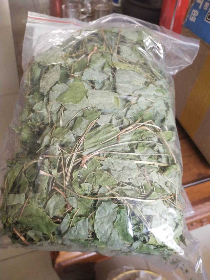 淫羊藿绿色小圆叶甘肃岷县深山正宗仙灵脾甘肃产