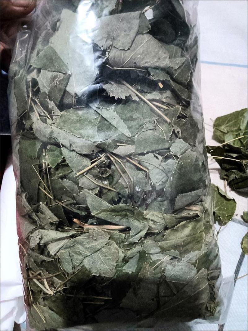 淫羊藿绿色小圆叶甘肃岷县深山正宗仙灵脾甘肃产