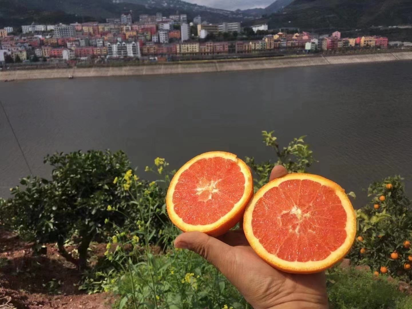 西西里岛东部卡塔尼亚地区的血橙果园,远处可见埃特纳火山 西西里岛血橙果园航拍图
