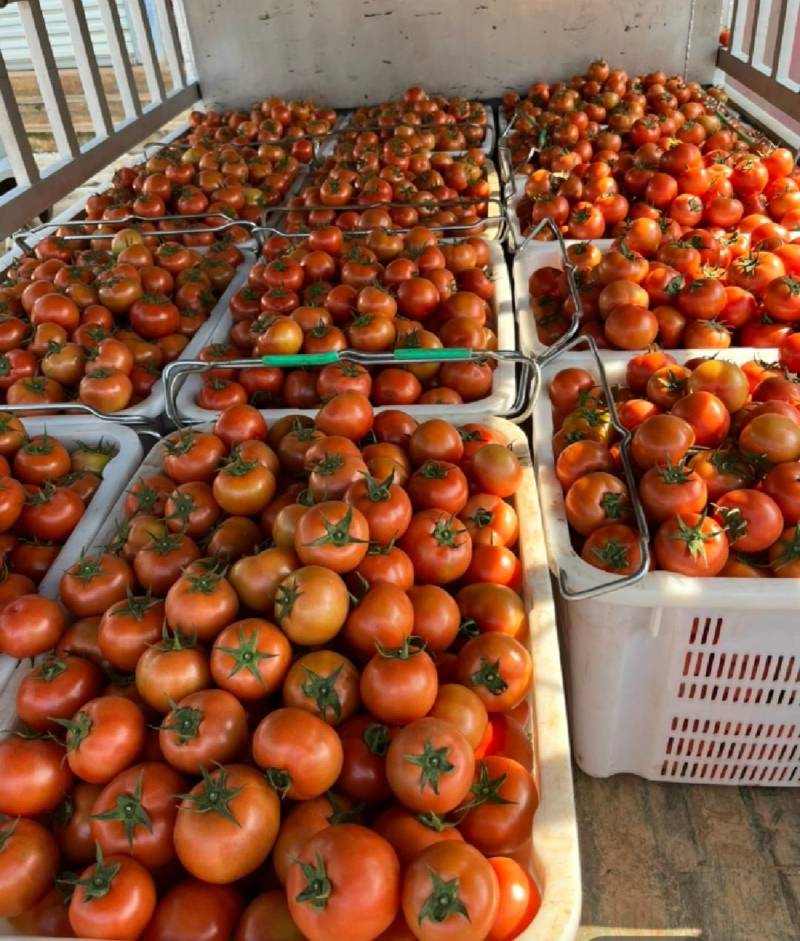 精品石头果大量上上市需要的联系我联系我时请说在一亩田