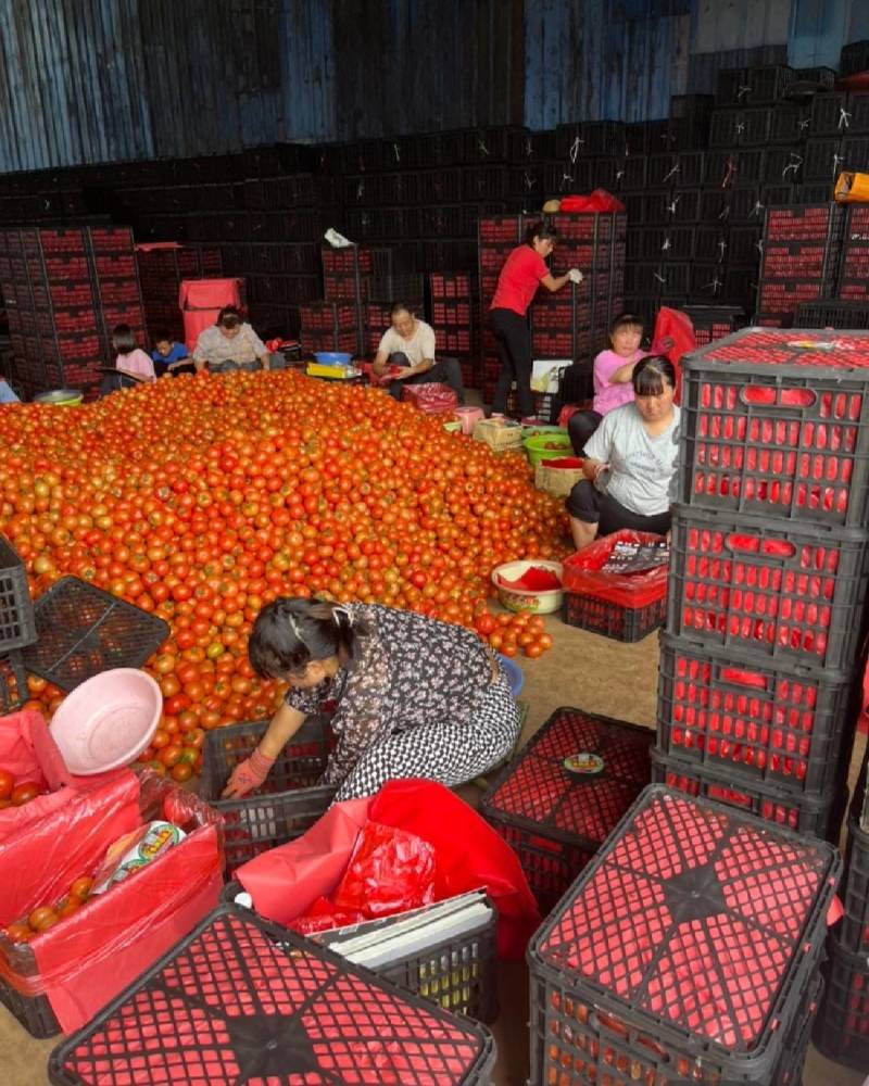 精品石头果大量上上市需要的联系我联系我时请说在一亩田