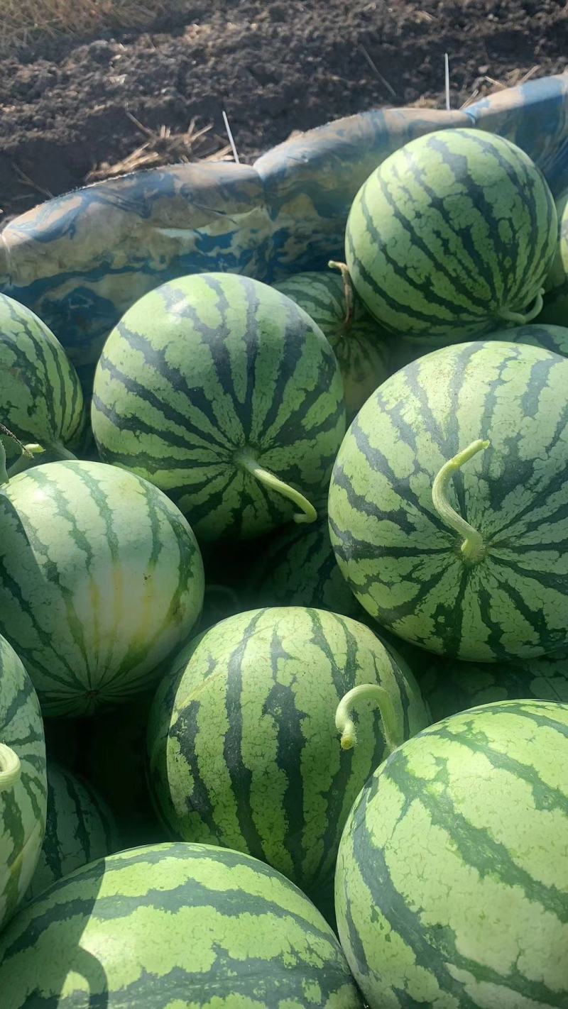 东台各个品种西瓜上市！有需要的老板联系了，