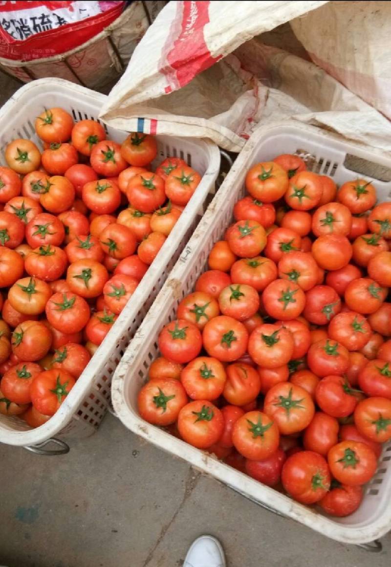 精品石头果大量上上市需要的联系我联系我时请说在一亩田