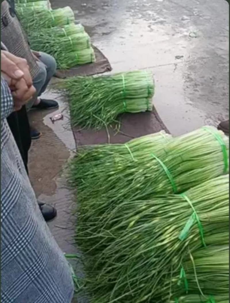 云南大理弥渡2025年白帽蒜苔大量上市代办代收批发服务