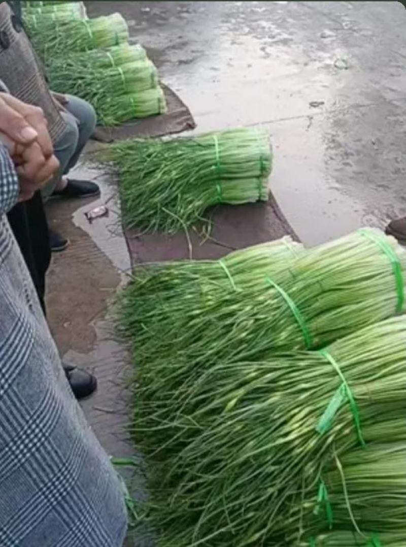 云南大理弥渡2025年白帽蒜苔大量上市代办代收批发服务