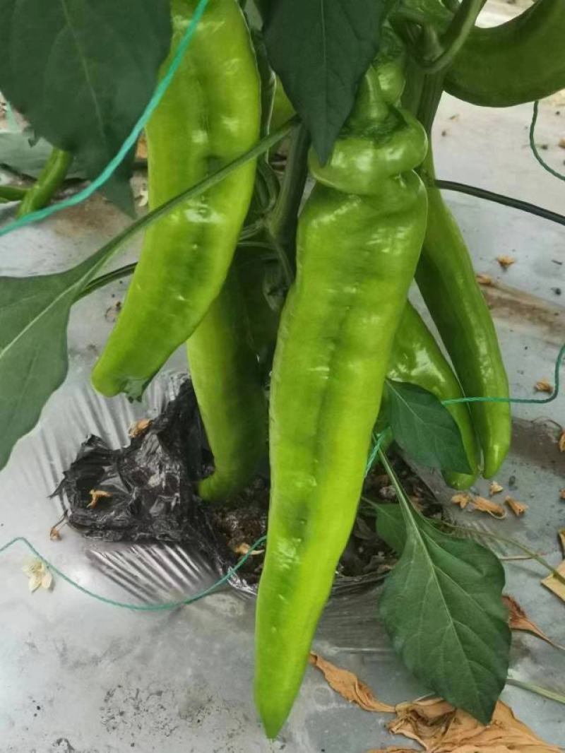 鲜辣椒