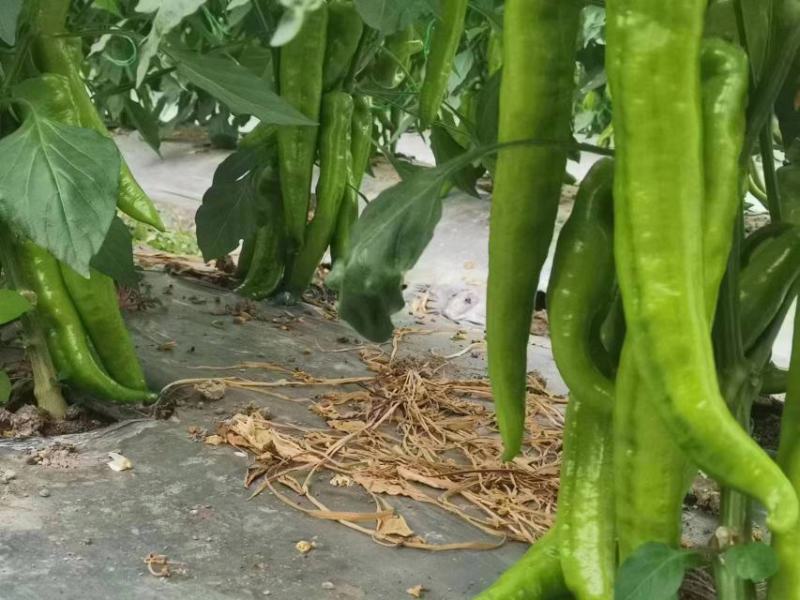 鲜辣椒