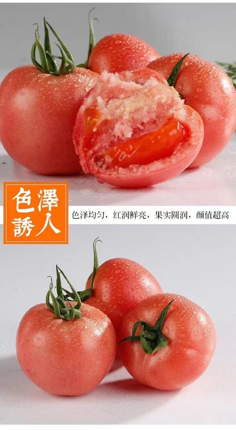 【整箱批发】普罗旺斯西红柿对接北上广一线城市客户欢迎咨询