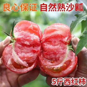 【整箱批发】普罗旺斯西红柿对接北上广一线城市客户欢迎咨询