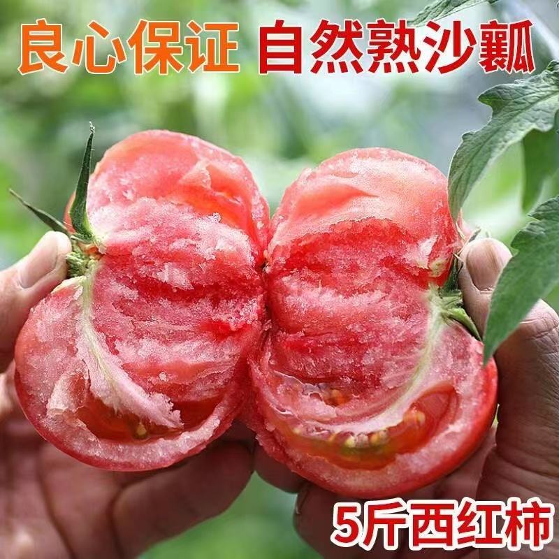 【整箱批发】普罗旺斯西红柿对接北上广一线城市客户欢迎咨询