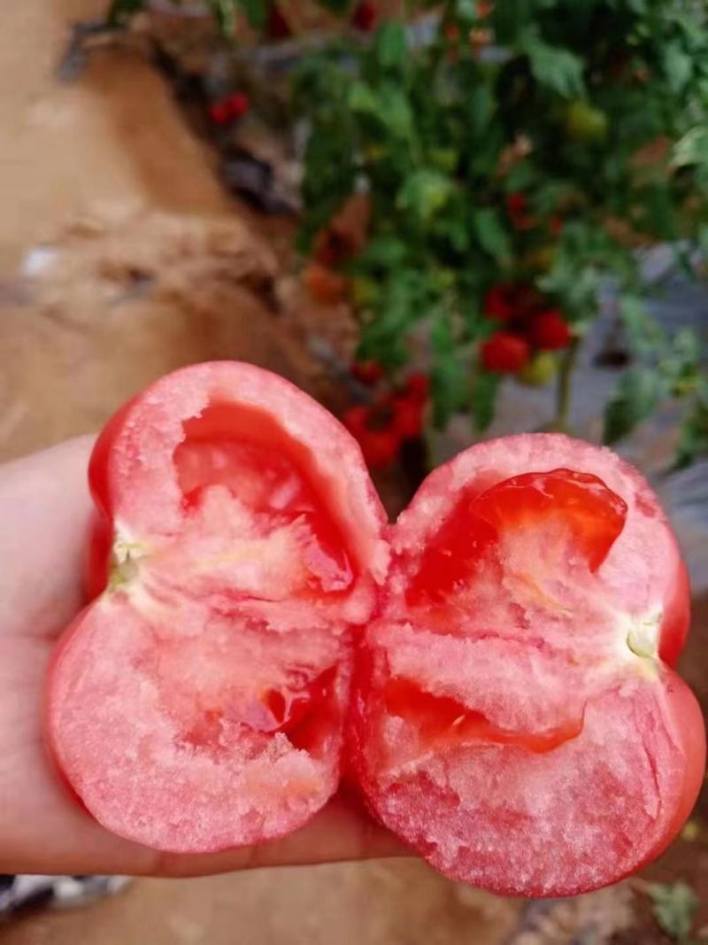 【整箱批发】普罗旺斯西红柿对接北上广一线城市客户欢迎咨询