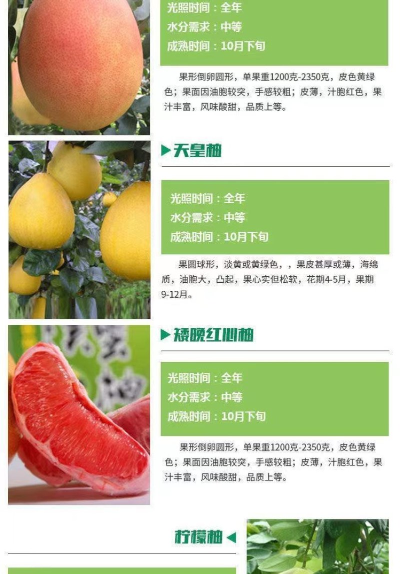 柚子苗，三红柚苗黄心柚，白心柚苗，均有售欢迎选购实地考察