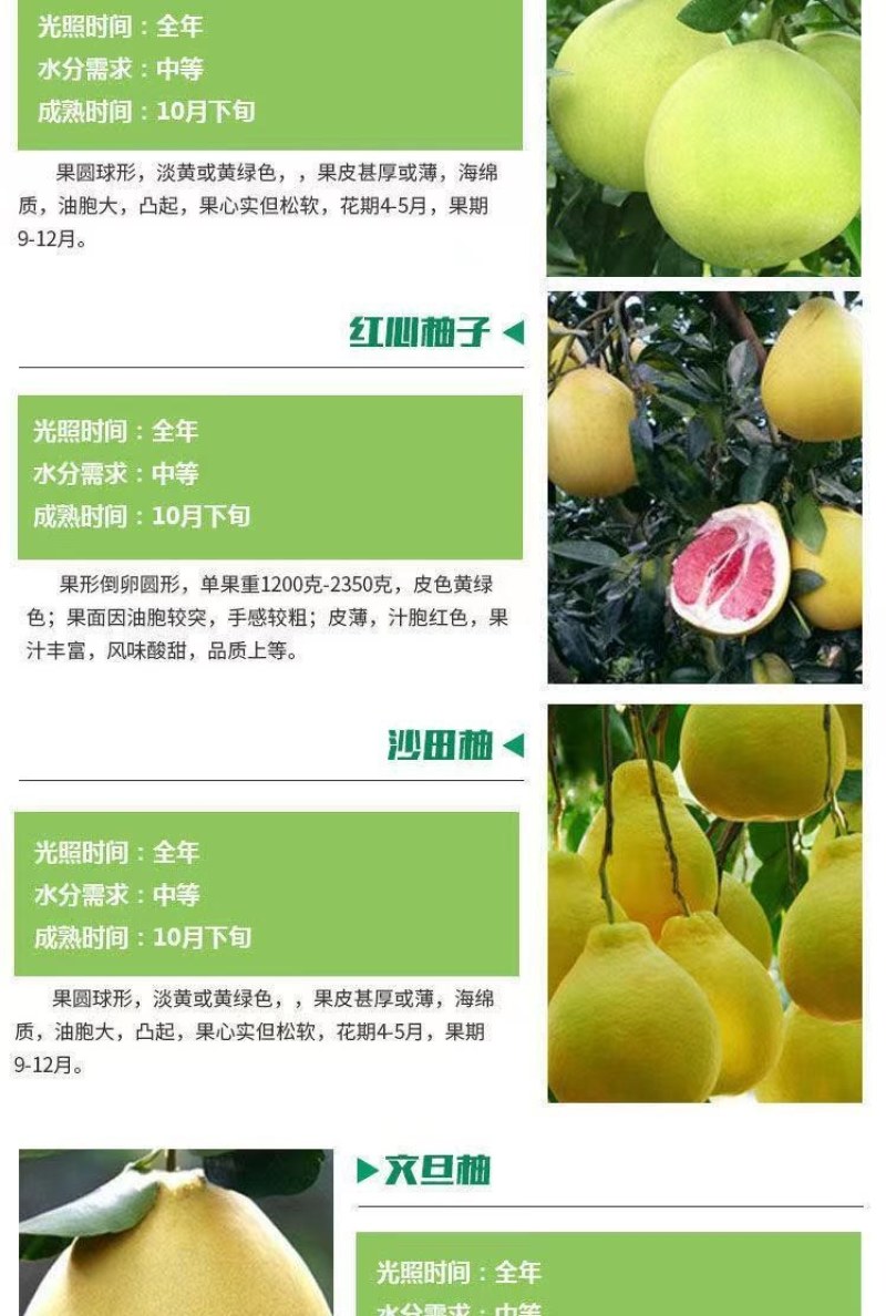 柚子苗，三红柚苗黄心柚，白心柚苗，均有售欢迎选购实地考察
